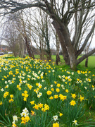 24th Mar 2023 - daffodils