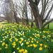 daffodils by josiegilbert