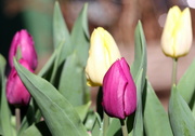 2nd Apr 2023 - Tulips