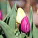 Tulips by bagpuss
