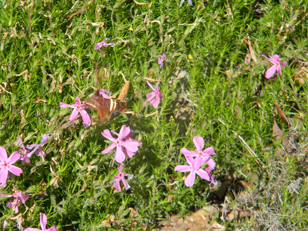 Hummingbird Moth Gathering Nectar  by sfeldphotos