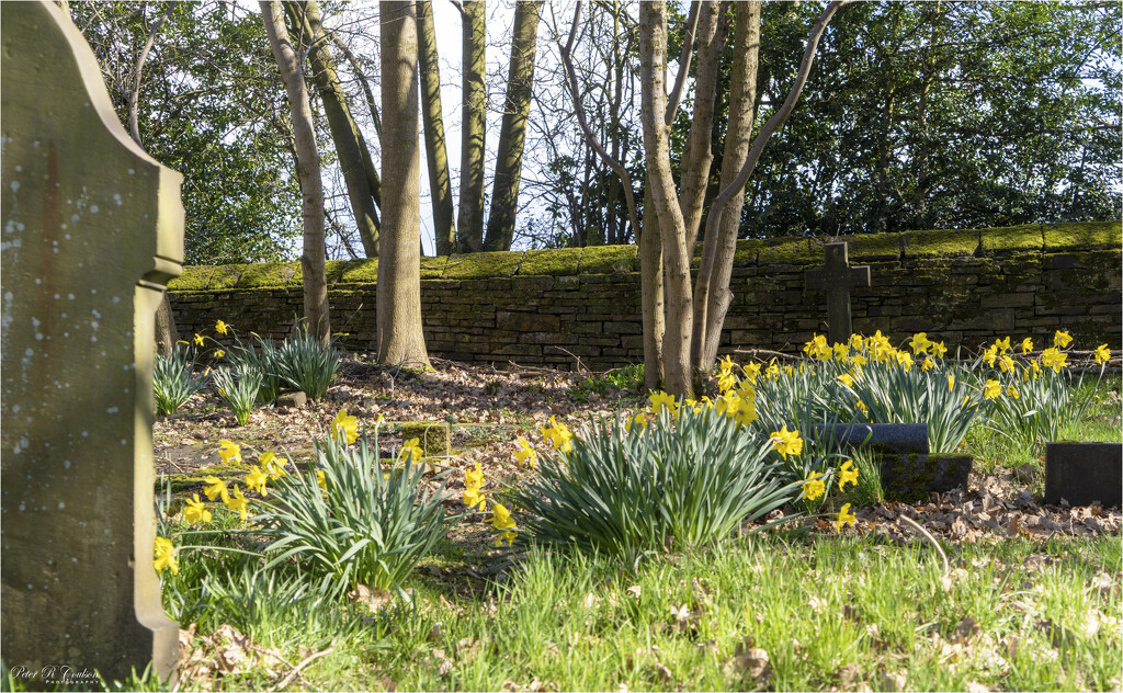 Daffodils in the Graveyard by pcoulson