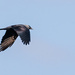 Jackdaw in Flight by marshwader