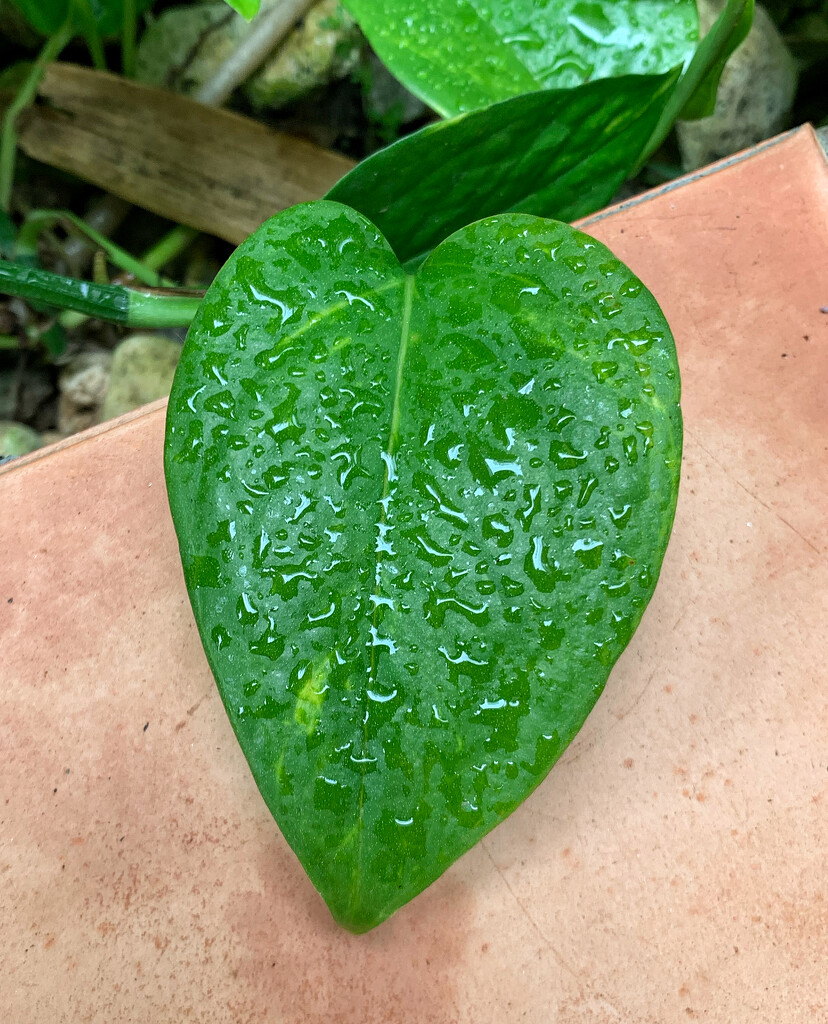 Heart leaf in Guadeloupe.  by cocobella