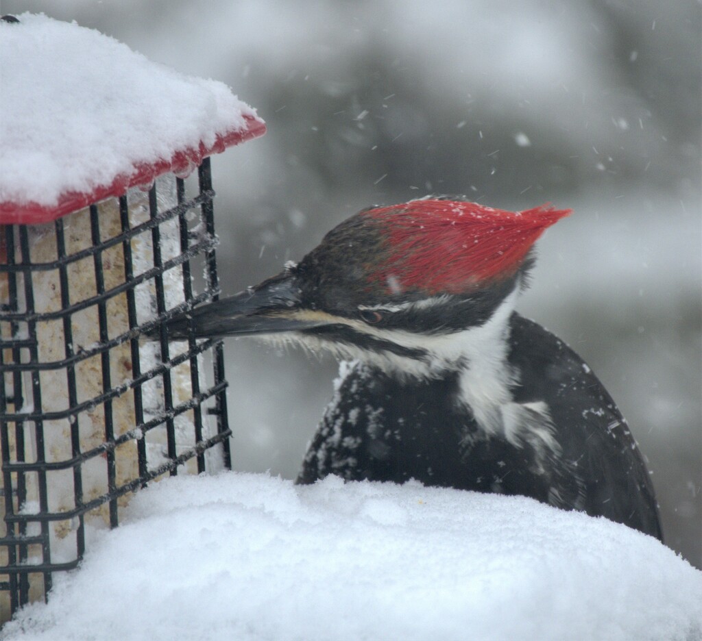 Female Pileated Woodpecker  by radiogirl