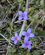 2nd Apr 2023 - star violets