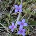 star violets by wiesnerbeth