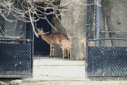 16th Mar 2023 - Baby Antelope 