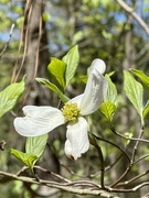 2nd Apr 2023 - Dogwood Bloom
