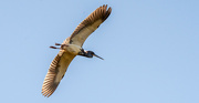 2nd Apr 2023 - Tri Colored Heron Fly Over!