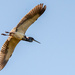 Tri Colored Heron Fly Over! by rickster549