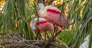 2nd Apr 2023 - Roseate Spoonbills Organizing the Nest!