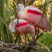 Roseate Spoonbills Organizing the Nest! by rickster549
