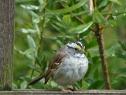 2nd Apr 2023 - White throated sparrow