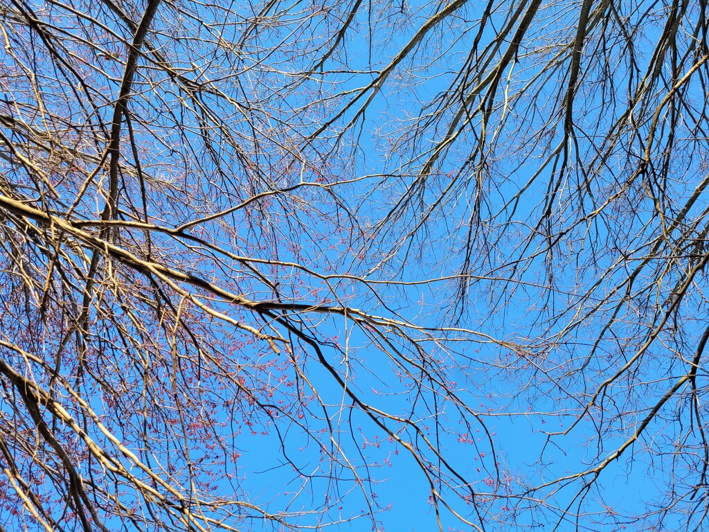 Blue sky and sticks  by scoobylou