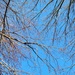 Blue sky and sticks  by scoobylou
