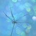Dandelion Seed by joysfocus