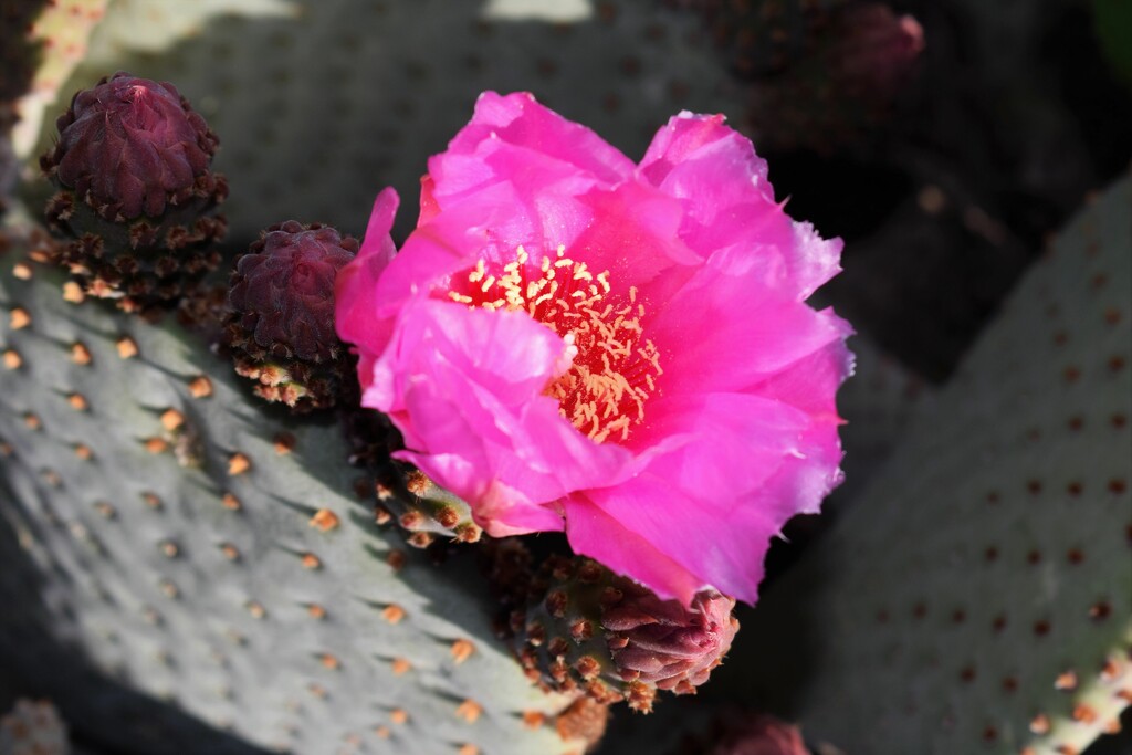 Pink Cactus flower by sandlily