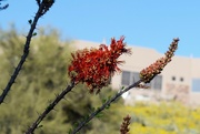 1st Apr 2023 - Ocotillo Blooming