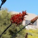 Ocotillo Blooming by sandlily