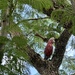 In the tree by kjarn