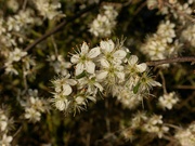 2nd Apr 2023 - Blossom