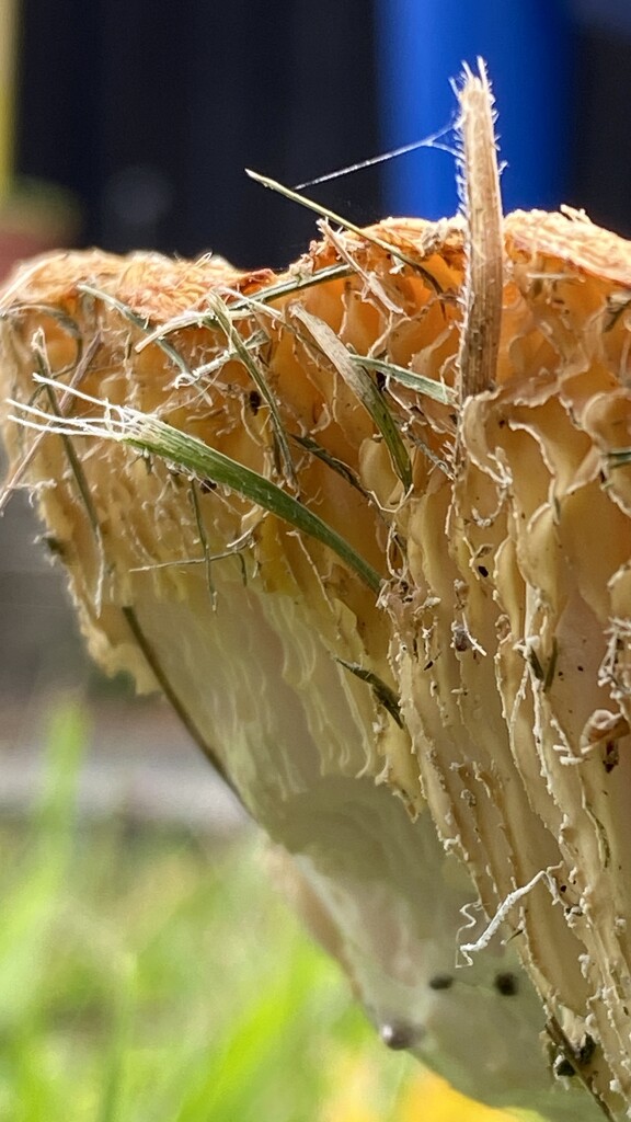 Close up Fungi. by antlamb