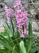 20th Mar 2023 - Hyacinths in garden