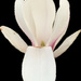 Magnolia by philm666