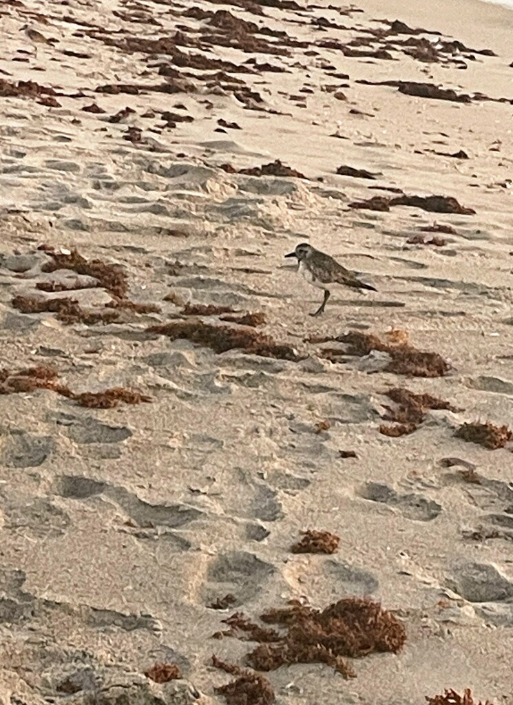 Shorebird  by wilkinscd