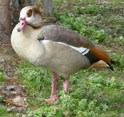 3rd Apr 2023 - Egyptian Goose