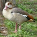 Egyptian Goose by fishers