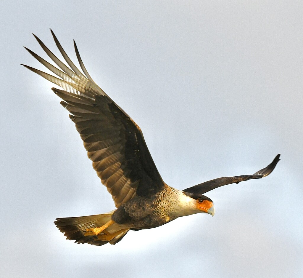Crested Caracara by kathyladley