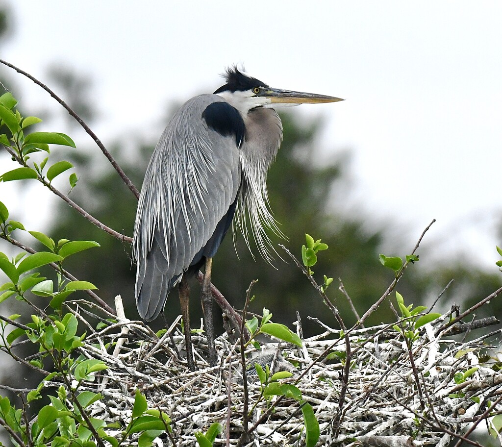 Great Blue Heron on nest by kathyladley