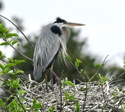 22nd Mar 2023 - Great Blue Heron on nest