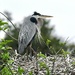 Great Blue Heron on nest by kathyladley