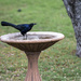 Grackle by dkellogg