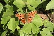 3rd Apr 2023 - An Early Butterfly 
