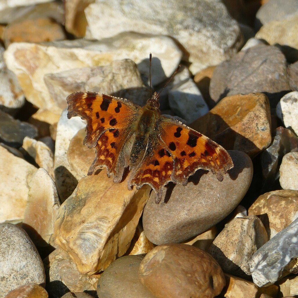comma butterfly by cam365pix