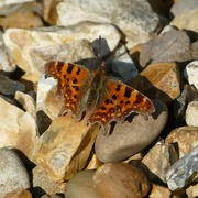 3rd Apr 2023 - comma butterfly
