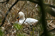 2nd Apr 2023 - nest maker