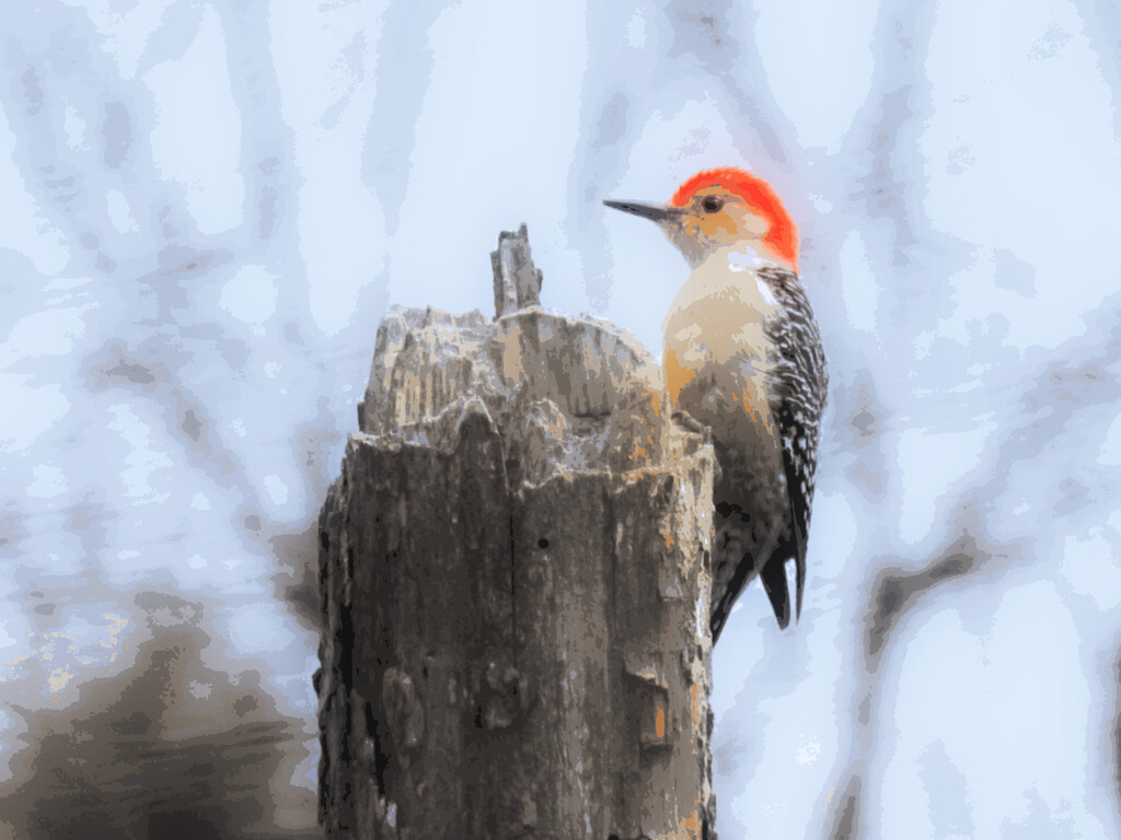 "Paint-by-Number" Red Bellied Woodpecker by juliedduncan