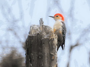 4th Apr 2023 - "Paint-by-Number" Red Bellied Woodpecker