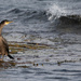 Cormorant by lifeat60degrees