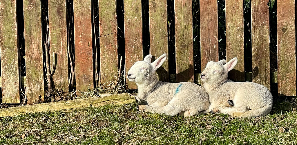 First Village Lambs by lifeat60degrees