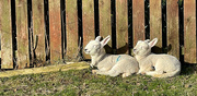 3rd Apr 2023 - First Village Lambs