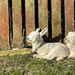 First Village Lambs by lifeat60degrees