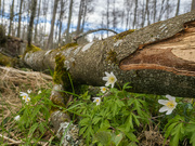 3rd Apr 2023 - The wood anemone