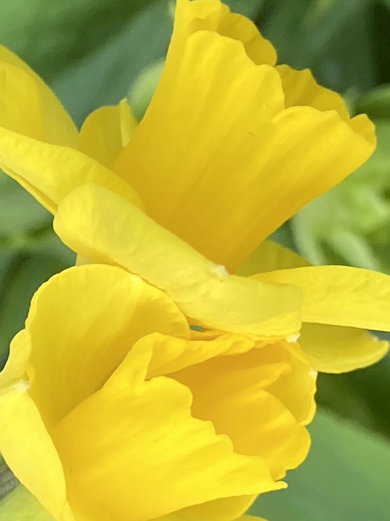 Daffodil Flowers by cataylor41