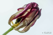 2nd Apr 2023 - Withered tulip
